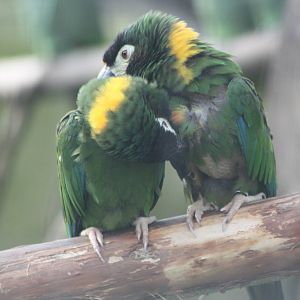 Yellow-collared Macaws, 30th September 2014