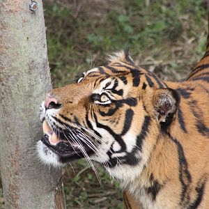 Sumatran Tiger, 30th September 2014