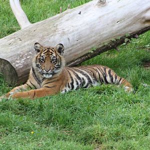 Sumatran Tiger cub, 30th September 2014