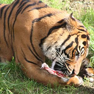 Sumatran Tiger, 30th September 2014