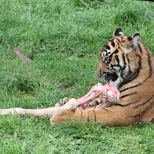 Sumatran Tiger cub, 30th September 2014