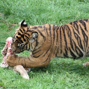 Sumatran Tiger cub, 30th September 2014