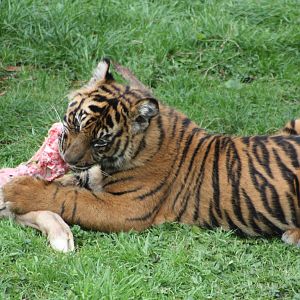 Sumatran Tiger cub, 30th September 2014