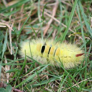 Pale Tussock Moth caterpillar near my picnic spot, 30th September 2014