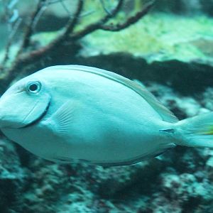 Surgeonfish ID