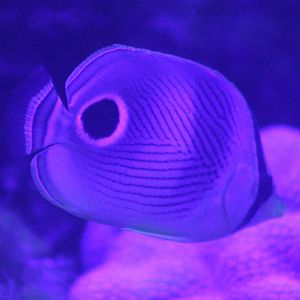 Four-eyed butterflyfish