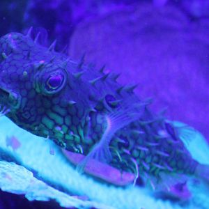 Webb Burrfish / Spiny Box puffer