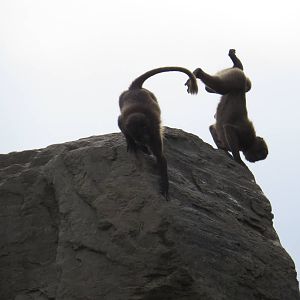 Gelada handstands, October 2014.