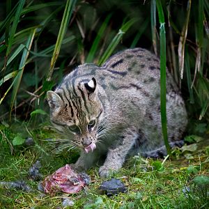 Fishing cat : Port Lympne : 15 Oct 2014