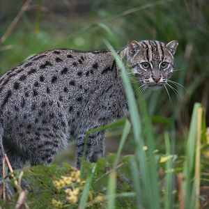 Fishing cat : Port Lympne : 15 Oct 2014