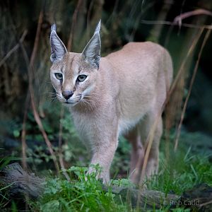 Caracal : Port Lympne : 15 Oct 2014