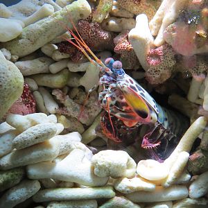 Peacock mantis shrimp, October 2014.