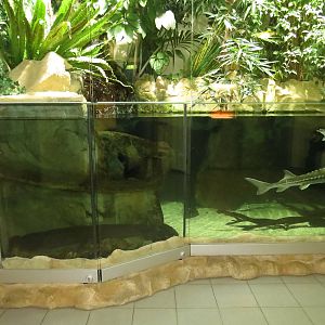 Part of the Chinese giant salamander tank, October 2014.