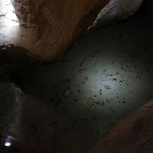 Cave mollies, October 2014.