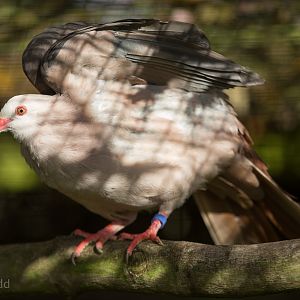 Pink pigeon : Cotswold WP : 25 Oct 2014