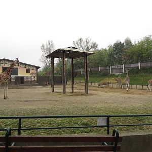 Giraffe & zebra enclosure, October 2014.