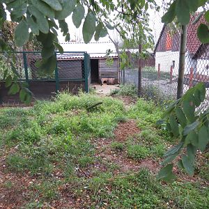 Bat-eared fox enclosure, October 2014.