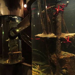 Octopus tanks, October 2014.