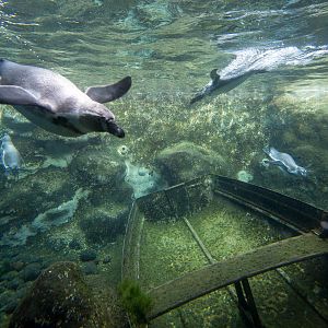 Humboldt penguins : Colchester : 18 Oct 2014