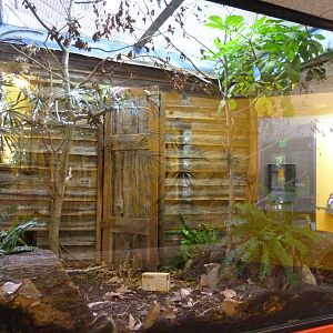 Striped Skunk Exhibit