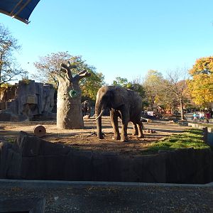 Oct. 2014 - Africa-Asia-South America - African Bush Elephant Exhibit
