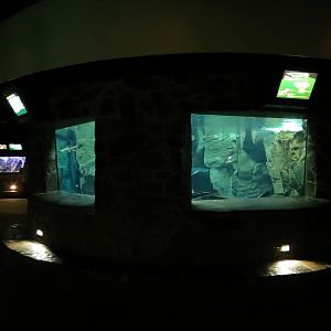Freshwater Aquarium - Central Exhibit