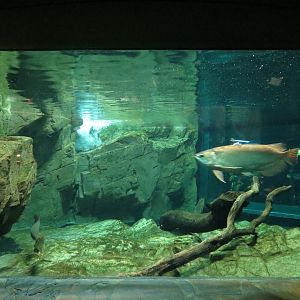 Freshwater Aquarium - Central Exhibit