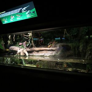 Freshwater Aquarium - Wonderful Watersheds Exhibit