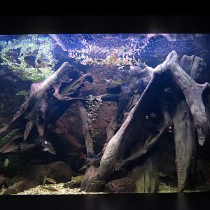 Freshwater Aquarium - Community Roles Exhibit