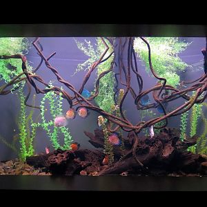 Freshwater Aquarium - Discus Exhibit