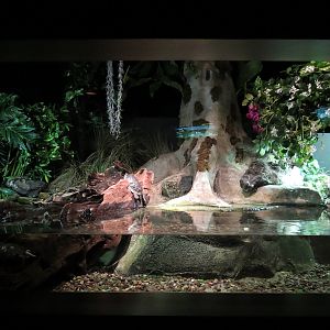 Freshwater Aquarium - Freshwater Turtles Exhibit