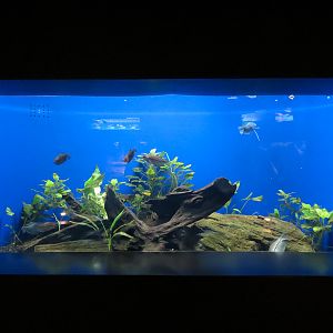 Freshwater Aquarium - Pearl Gourami and Blue Gourami Exhibit