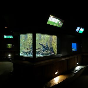 Freshwater Aquarium - Fly River Turtle Exhibit
