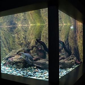 Freshwater Aquarium - Fly River Turtle Exhibit