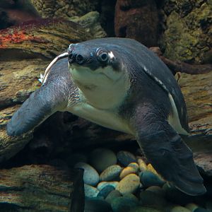 Freshwater Aquarium - Fly River Turtle Exhibit