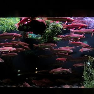 Freshwater Aquarium - Golden Trout Exhibit