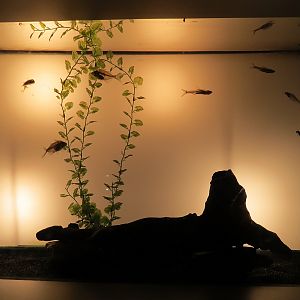 Freshwater Aquarium - Glass Fishes Exhibit