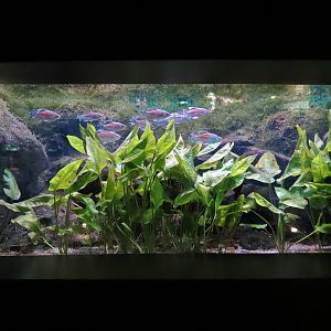 Freshwater Aquarium - Upside-down Catfish and Others Exhibit