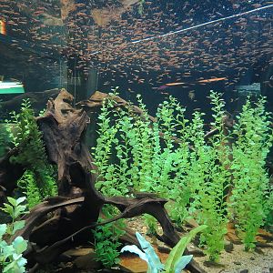 Freshwater Aquarium - Cardinal Tetra and Ghost Shrimp Exhibit