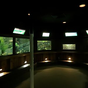 Freshwater Aquarium - Alcove 3