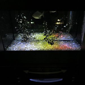 Freshwater Aquarium - Silver Dollar Exhibit