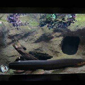 Freshwater Aquarium - Electric Eel Exhibit