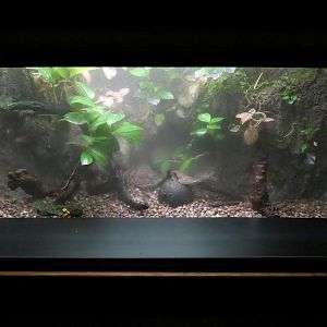 Freshwater Aquarium - Poison Dart Frog Exhibit