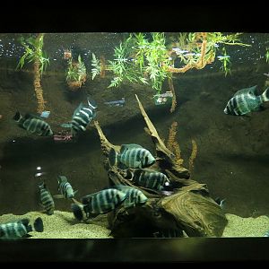 Freshwater Aquarium - Hornet Tilapia Exhibit