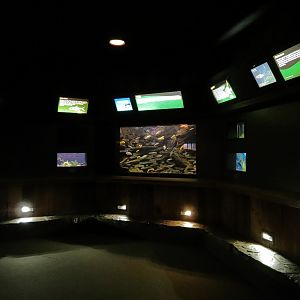 Freshwater Aquarium - Alcove 4