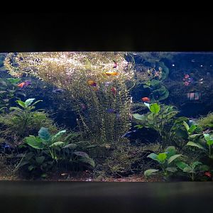 Freshwater Aquarium - Livebearers Exhibit