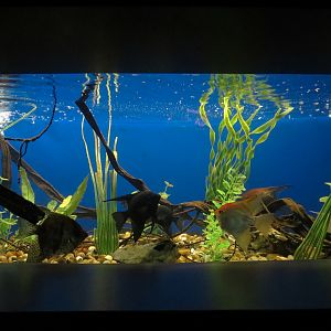 Freshwater Aquarium - Angelfish Exhibit