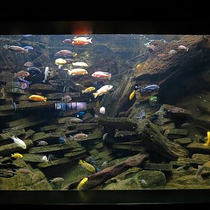 Freshwater Aquarium - Cichlid Exhibit