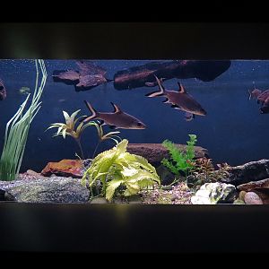 Freshwater Aquarium - Bala Shark Exhibit