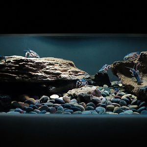 Freshwater Aquarium - Red Swamp Crayfish Exhibit